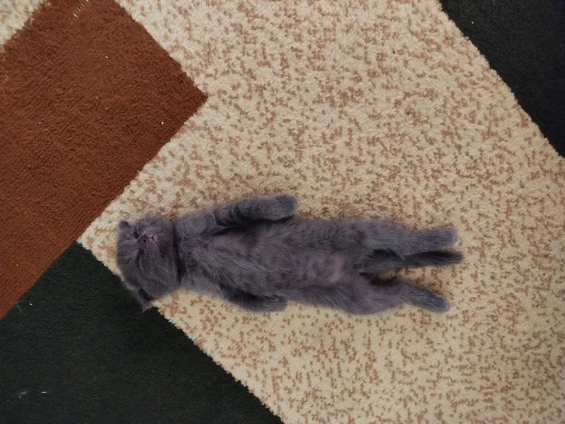Котята, Scottish fold/straight, Скоттиш фолд страйт 7 Котята, Scottish fold/straight, Скоттиш фолд страйт 7