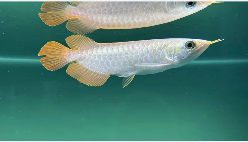 Aravana Super Red (Arovana, Arowana, Аравана)