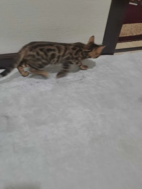Бенгальские котята