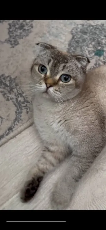 Скоттиш фолд продается 3