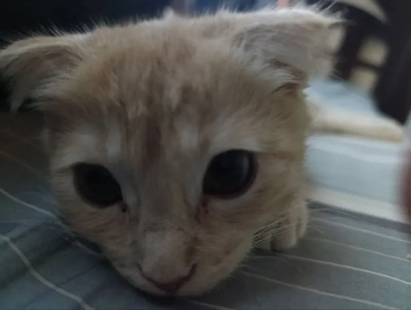 Scottish fold ga aralash zotli mushuk — фото 1