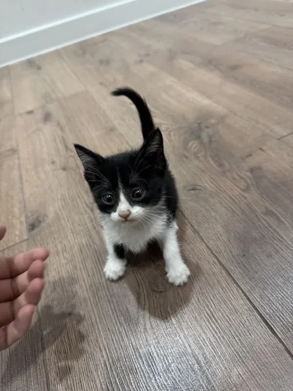 Кошка бесплатно Скоттиш фолд 5 Кошка бесплатно Скоттиш фолд 5