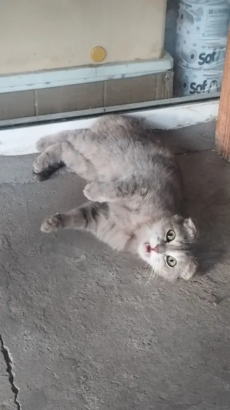Scottish fold sotiladi — фото 1