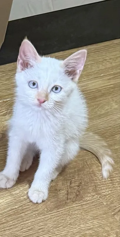 Кошечка 2,5 месяца Кошечка 2,5 месяца