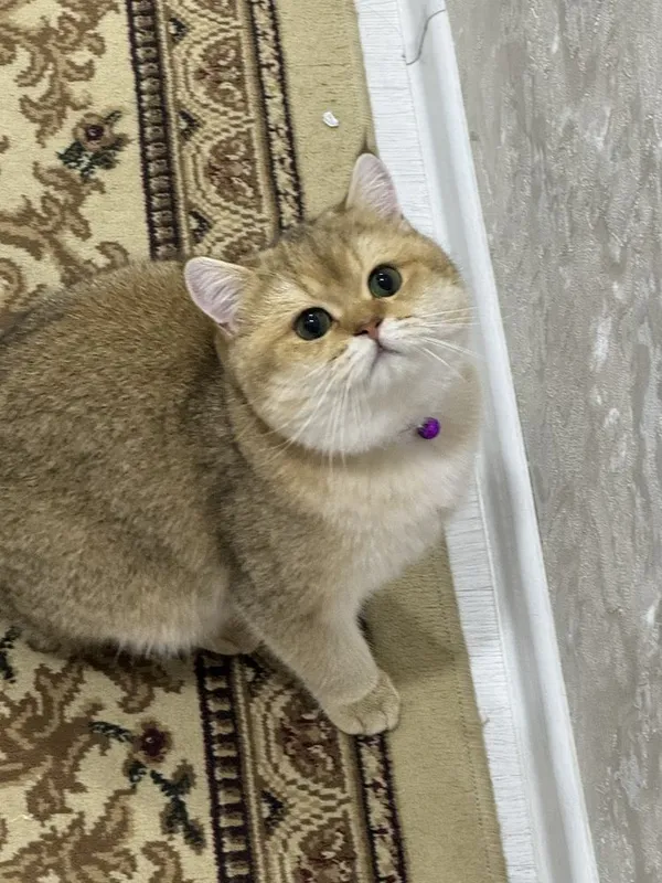 Vyaskaga zalatoy shinshila 1 yosh o’g’il toza zot Vyaskaga zalatoy shinshila 1 yosh o’g’il toza zot