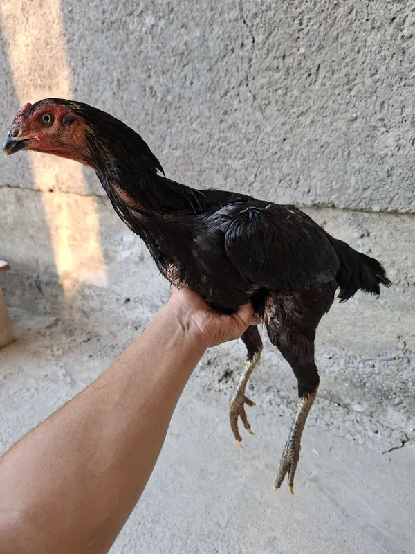 Mokiyonimiz sotiladi qoni toza ganoy bilan karisdan chixgan 4 Mokiyonimiz sotiladi qoni toza ganoy bilan karisdan chixgan 4