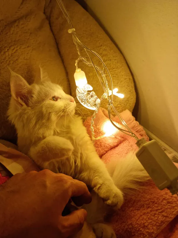 Мушук, кошка, турецский ангорка