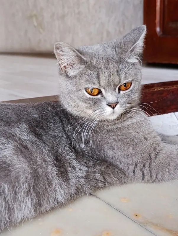 Mushuklar sotiladi Scottish fold va Scottish Strayt 2 Mushuklar sotiladi Scottish fold va Scottish Strayt 2