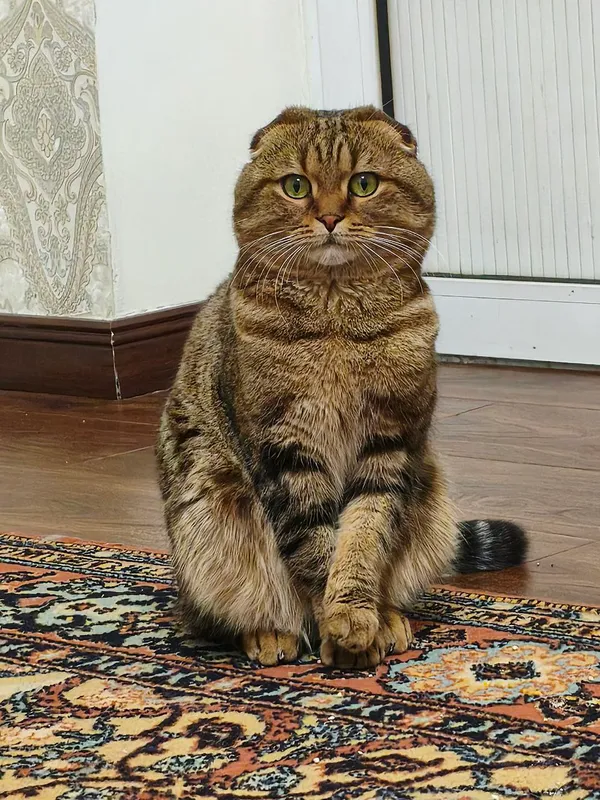 Вязка ищем кошечку — фото 1