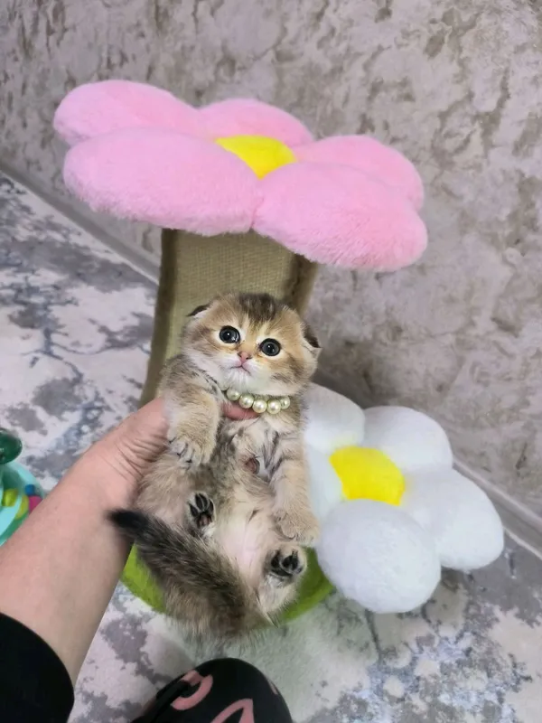 чистокровные котята от правильной вязки — фото 4