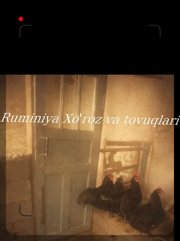 Ruminiya tovuqlarni tuxumlari sotiladi Ruminiya tovuqlarni tuxumlari sotiladi