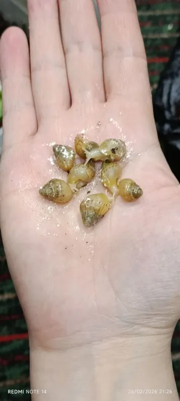 Ulitka sotiladi ahatina fulika albinos tuhimlagan — фото 2