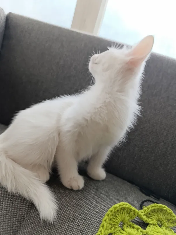 котята — фото 4