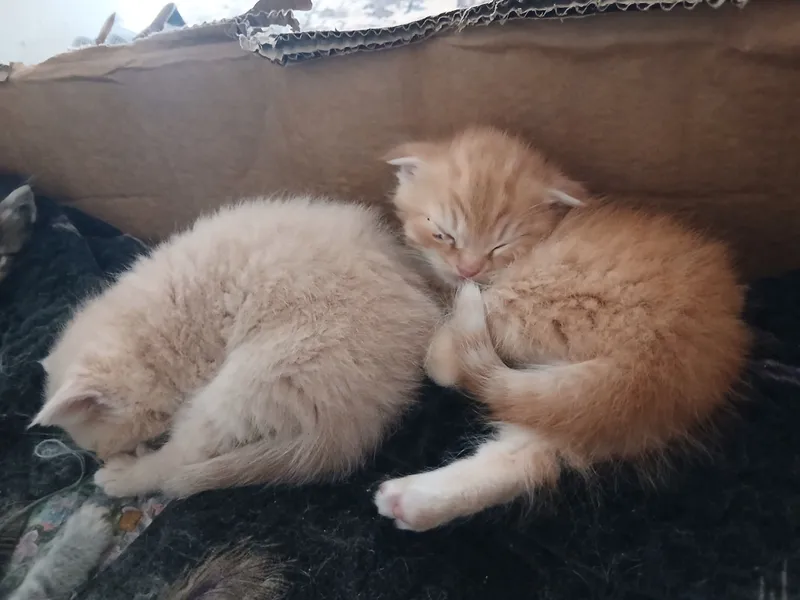4 шотландские вислоухие
