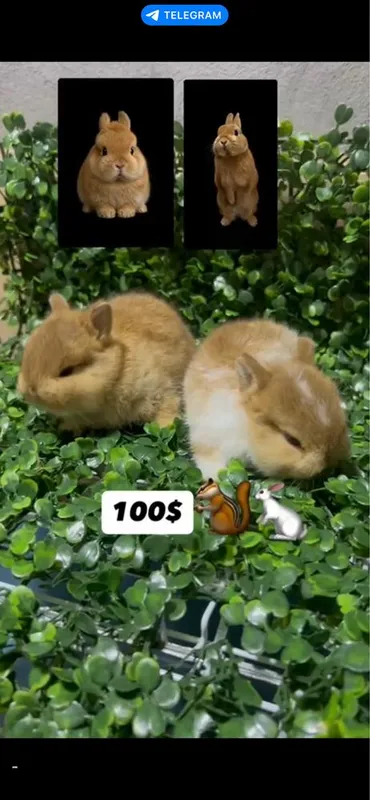 Domda boqiladigan quyonla bor karlikla, mini lops, nederlandskiy quyon 3