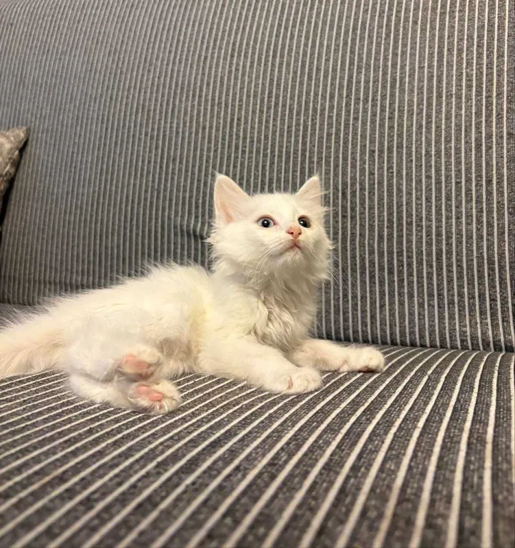 Продам котёнка девочку — фото 1