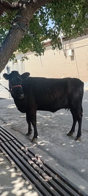 Angus sigir sotiladi 1-chi qorin 8L sutibor 3