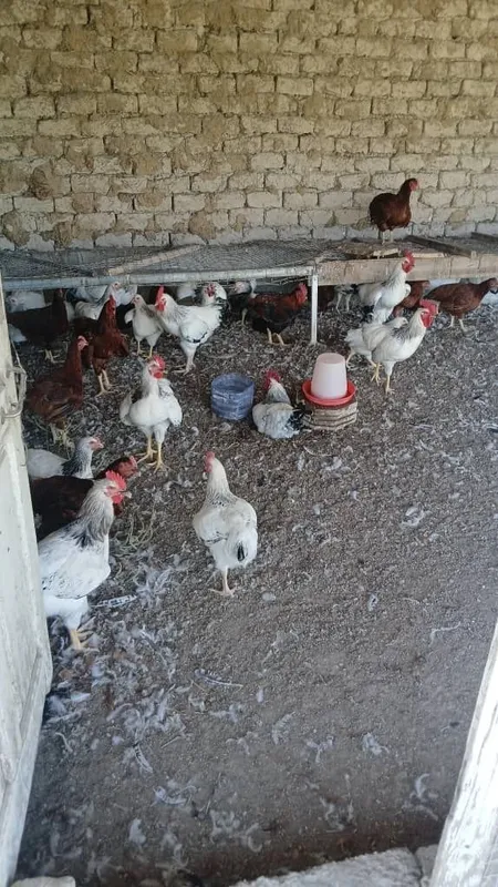 Adler xorozlari yaxshi boqilgan 8 Adler xorozlari yaxshi boqilgan 8