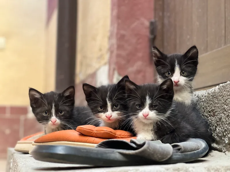 4-месячные котята, не породистые, в подарок 2