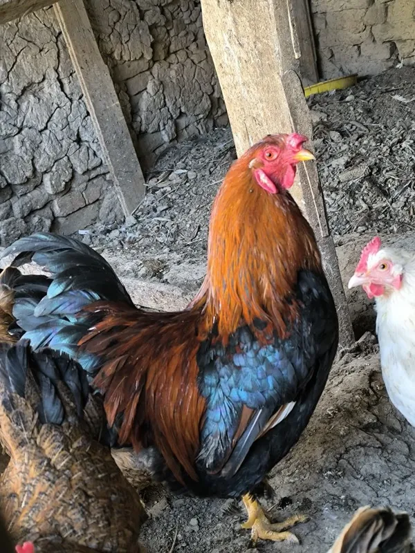 Ху́роз соглом ебичиши яхши 2 Ху́роз соглом ебичиши яхши 2