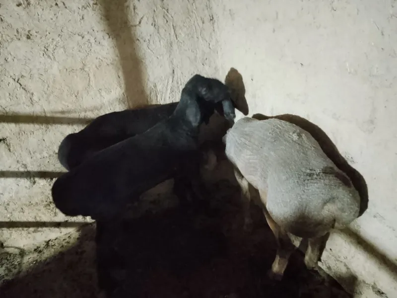 Qochqorlar sotiladi hammasi 16mln — фото 2