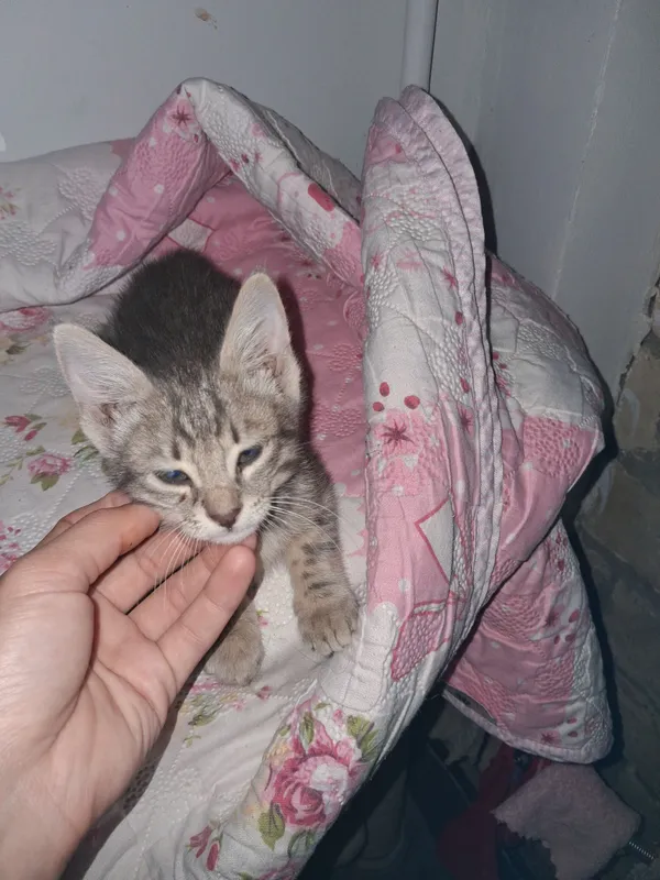 Котёнок