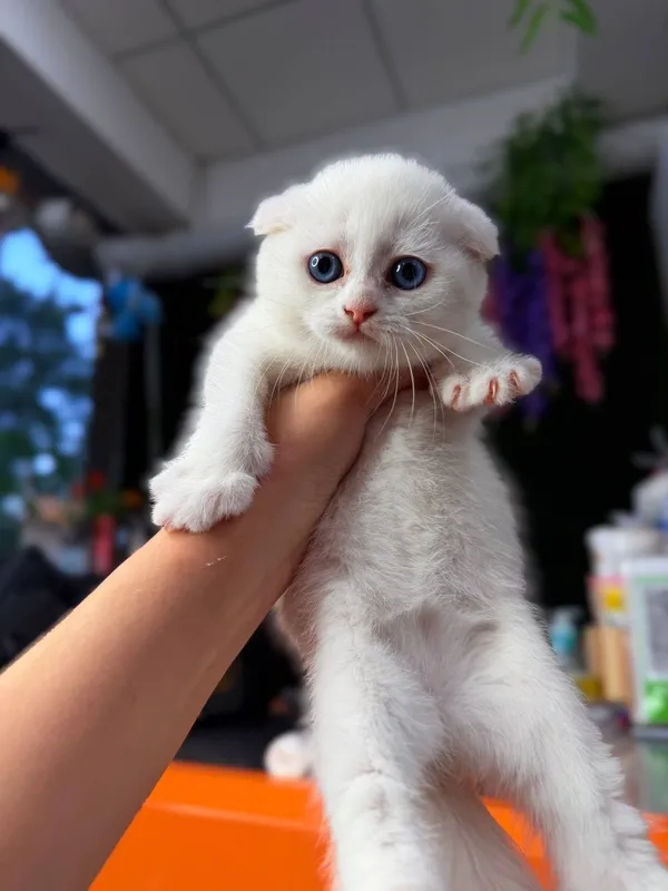 Продаются котята. — фото 5