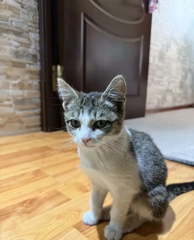 Котёнок в добрые руки 1 Котёнок в добрые руки 1