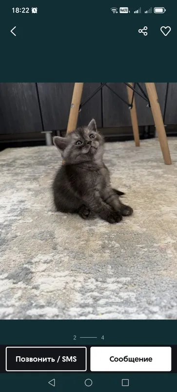 British shorthair British shorthair