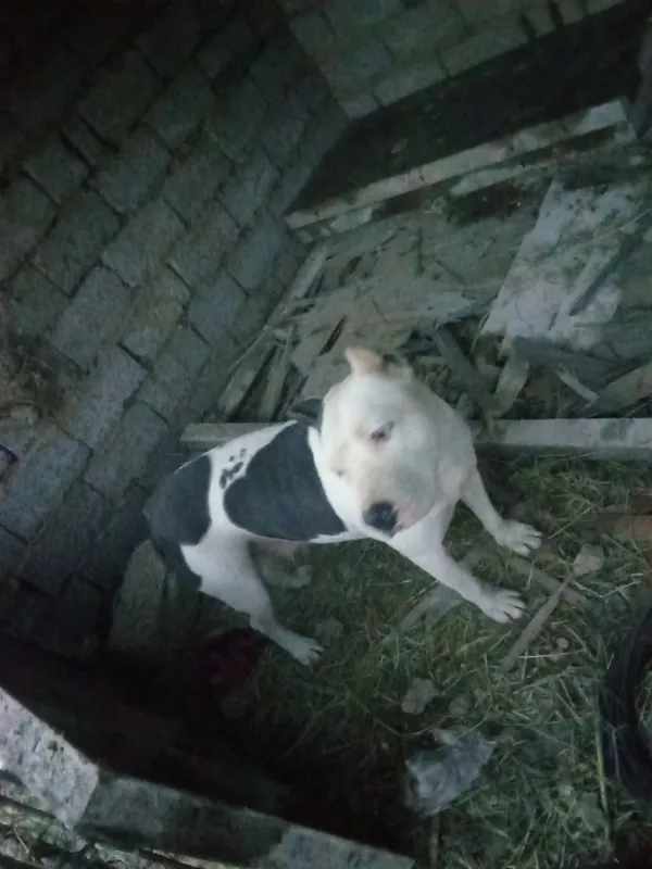 Urgochi pitbul 4 marta tuqan 3 Urgochi pitbul 4 marta tuqan 3