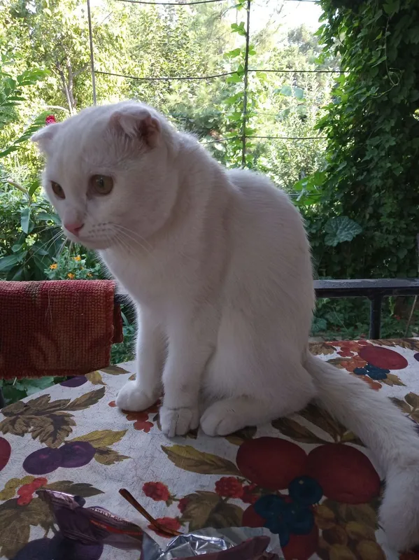 Продаются котята! — фото 2