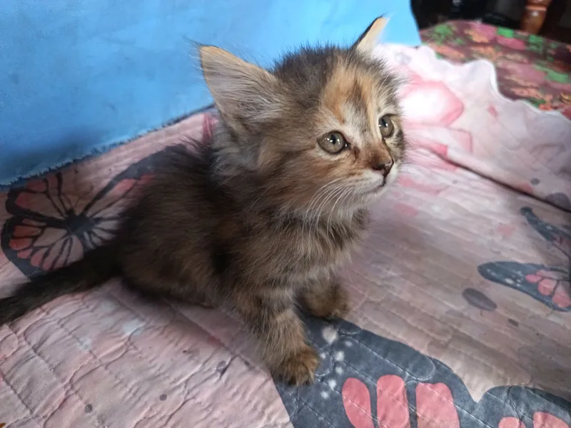 mushukcha sotiladi