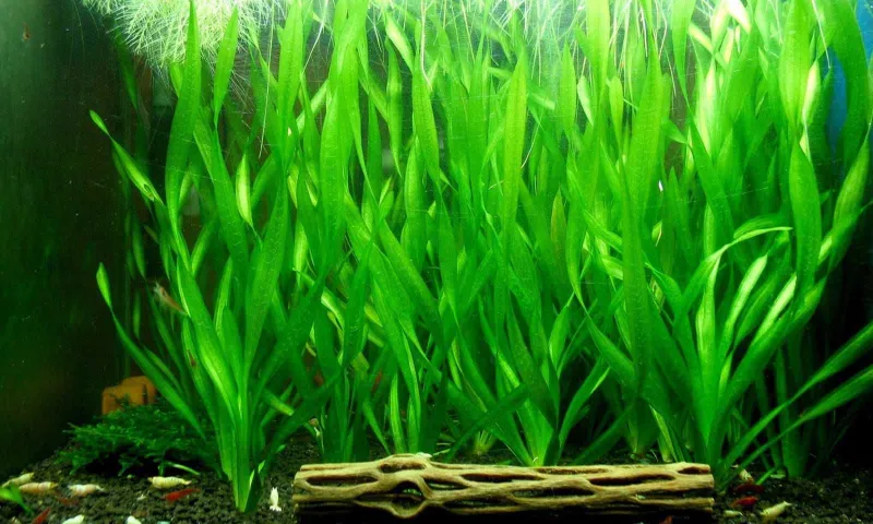 Валлиснерия Vallisneria растение