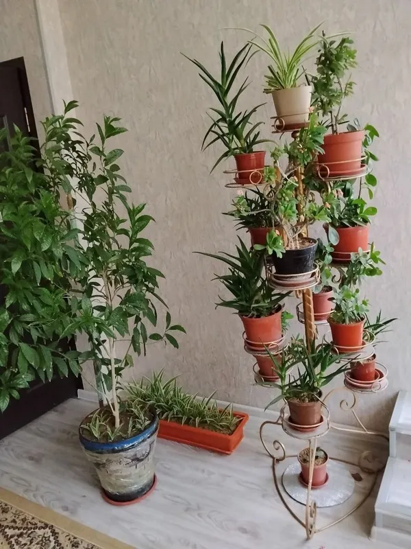 Готовый комплект: комнатные растения с подставками 1 Готовый комплект: комнатные растения с подставками 1