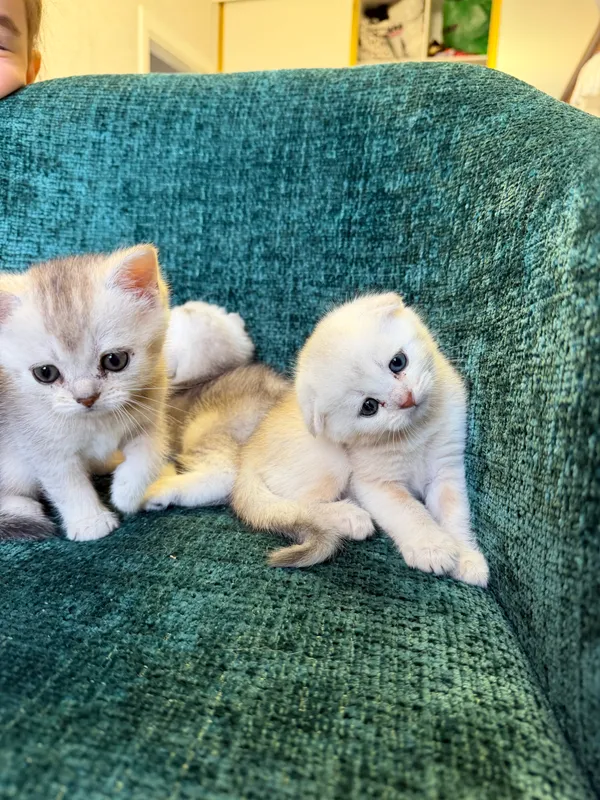 Котята шиншиллы — фото 5