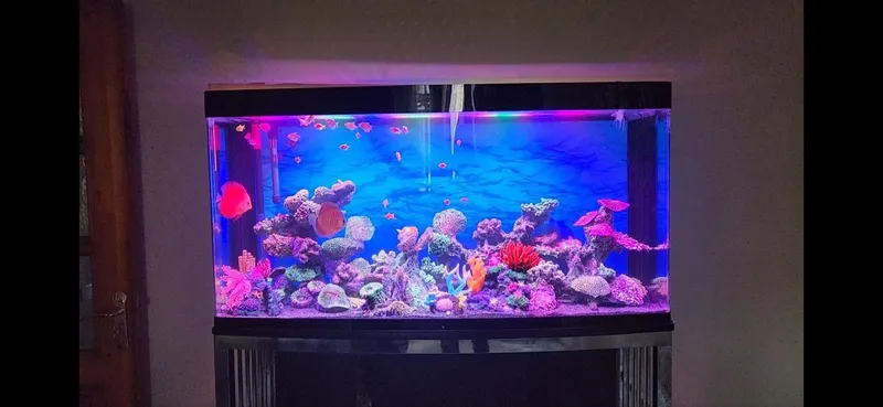 baliqlar bilan akvarium 1 baliqlar bilan akvarium 1