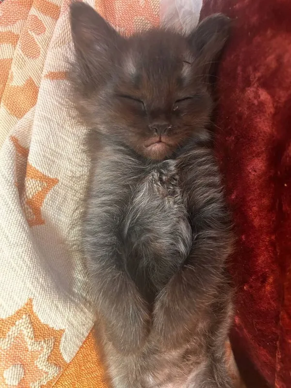 Котенок мальчик в добрые руки 1 Котенок мальчик в добрые руки 1
