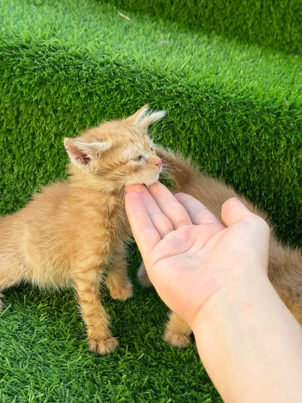 Котенок мальчик и девочка — фото 1