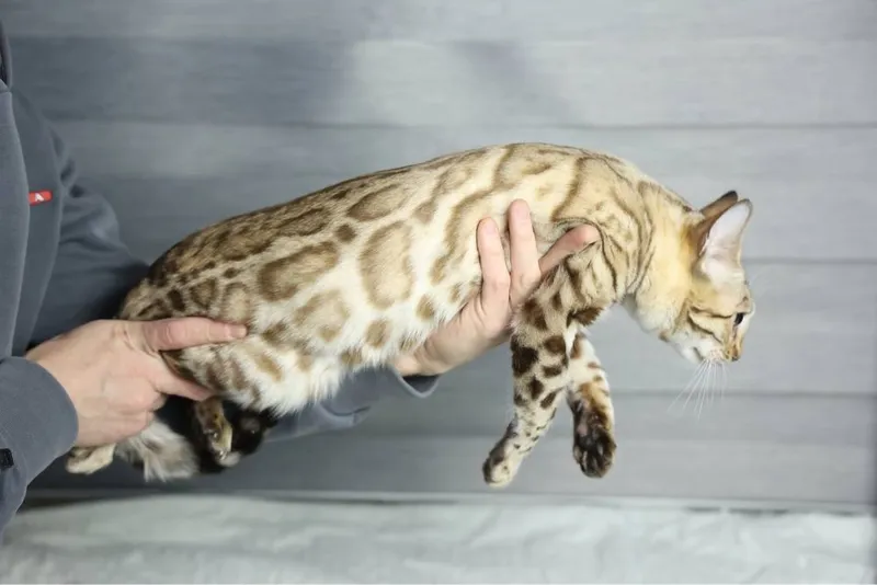 Клубная бенгальская кошка! 2 Клубная бенгальская кошка! 2