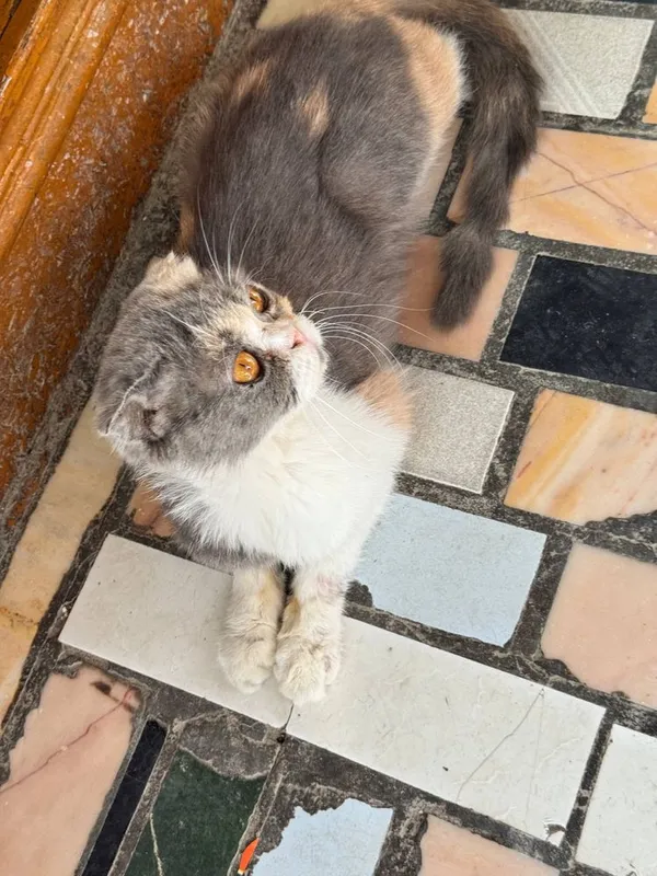 Кошка, отдам в добрые руки 2 Кошка, отдам в добрые руки 2