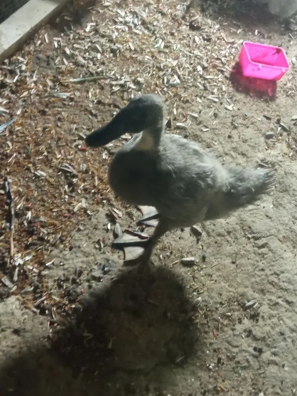 Oʻrdak sotiladi .. 5 Oʻrdak sotiladi .. 5