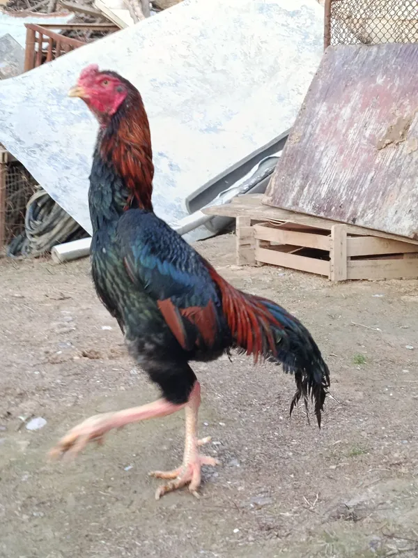 Xoʻroz sotiladi.