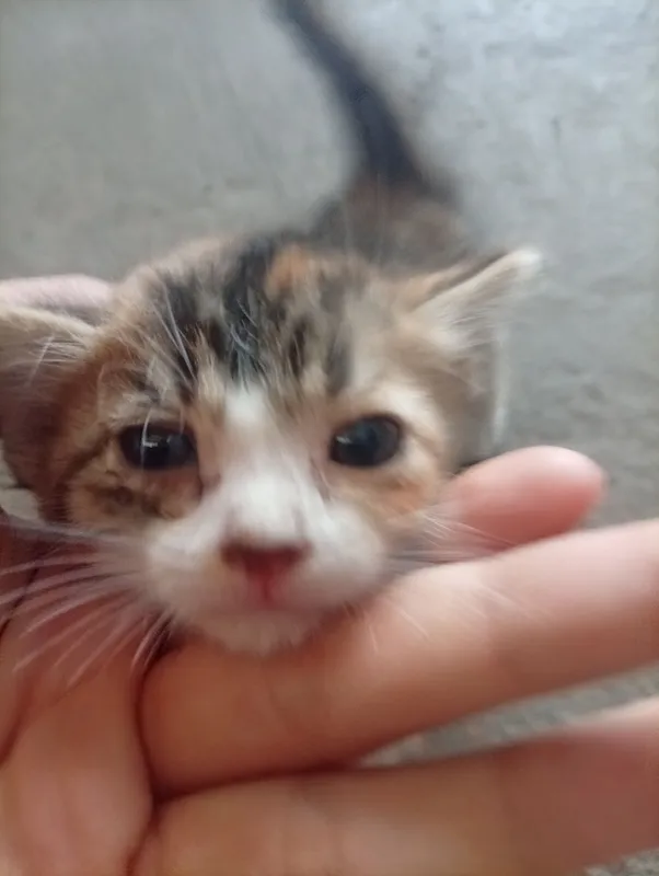 mushuk sotiladi 3 mushuk sotiladi 3