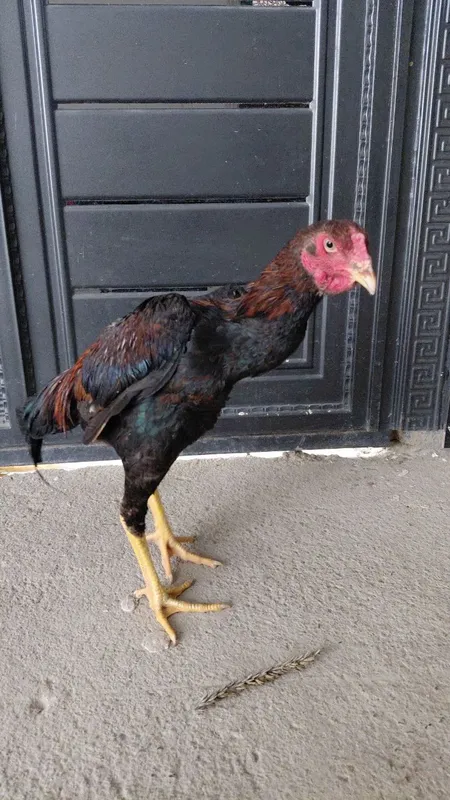 Kulangi xuroz sotiladi
