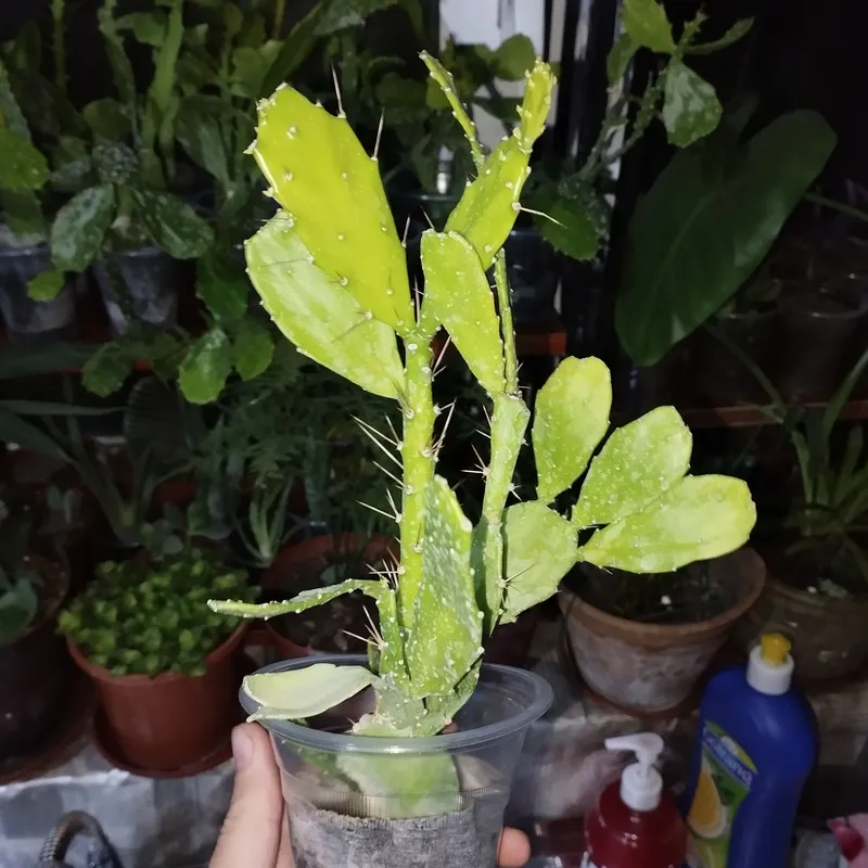 kaktus