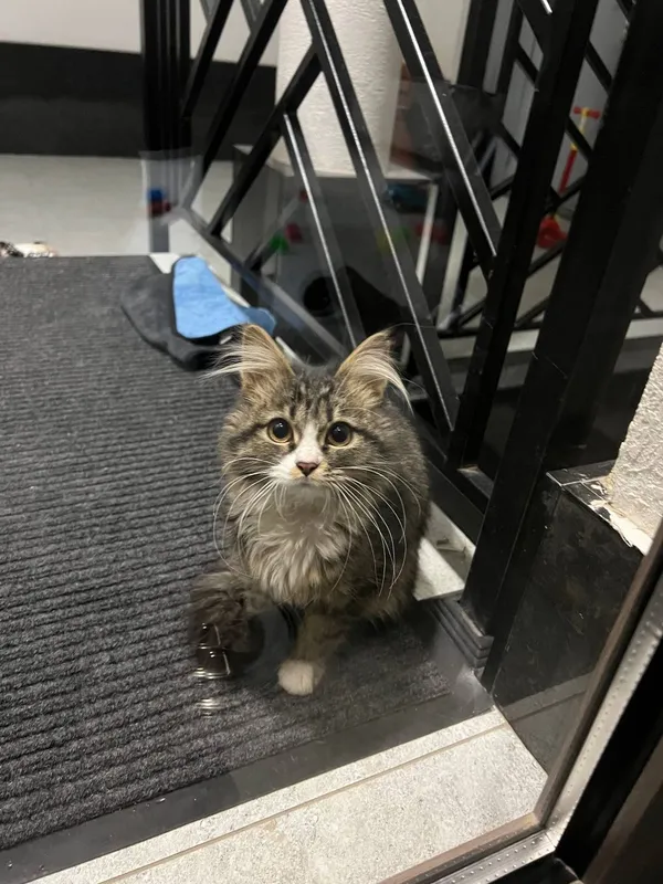 Mushuklaringiz sog'lig'ini oylovchi veterinar doctor — фото 3