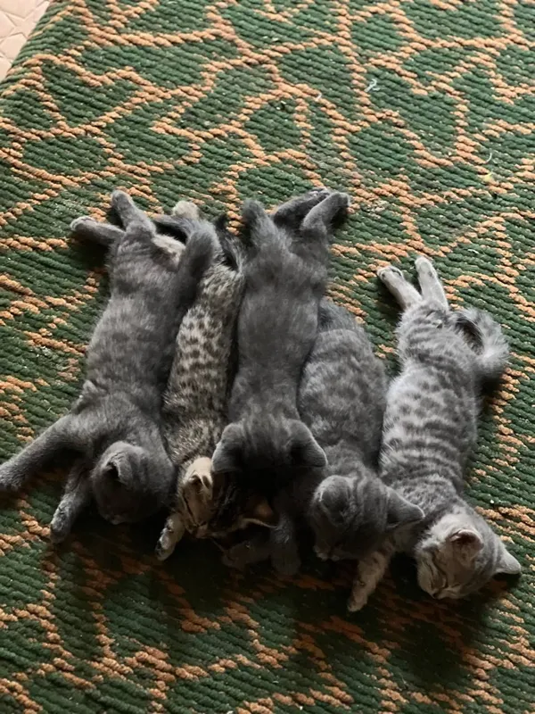Продаётся котёнки 5
