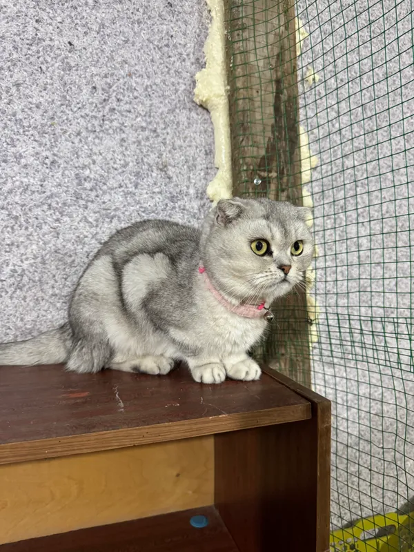 Серебристая шиншила — фото 2