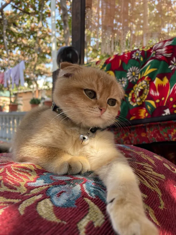 Золотой шиншиллы