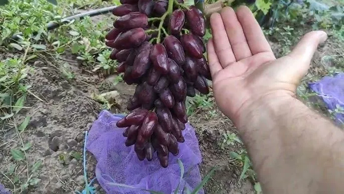 Джокер черенки винограда